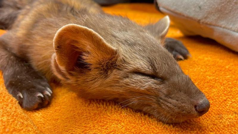 The pine marten was the first rescue for two animal care organizations