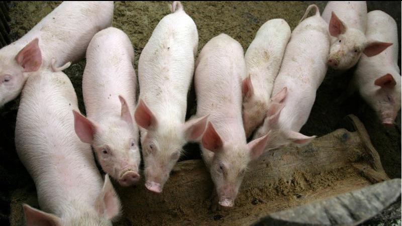 CFIA creates bio-security plan for African swine fever