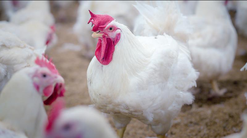 Avian Influenza Detected In Another Abbotsford Farm | Fraser Valley ...