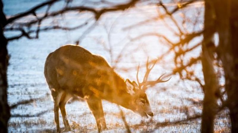 First Cases Of Fatal Chronic Wasting Disease Found In Bc Deer Vernon Matters 