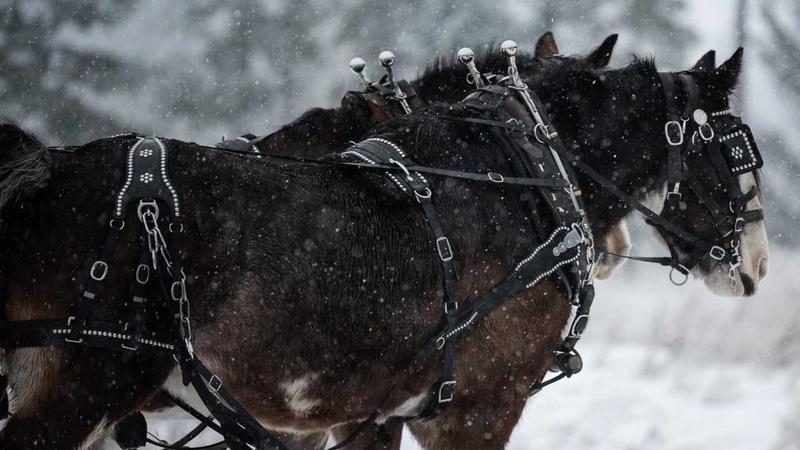 Caravan Farm Theatre hosts Family Weekend sleigh ride | Vernon Matters