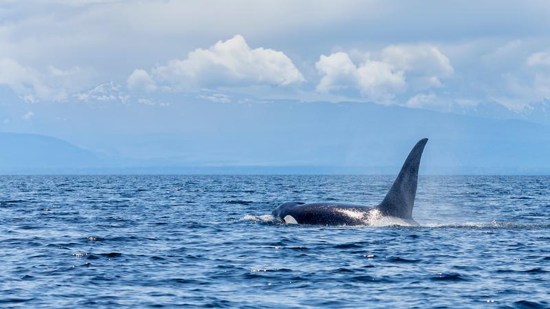 Onderzoekers van de Universiteit van British Columbia hebben een mogelijke nieuwe groep orka's ontdekt die zijn gezien tijdens de jacht op potvissen  Nanaimo-nieuws nu