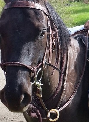 Horse saddles stolen from Logan Lake property | B100