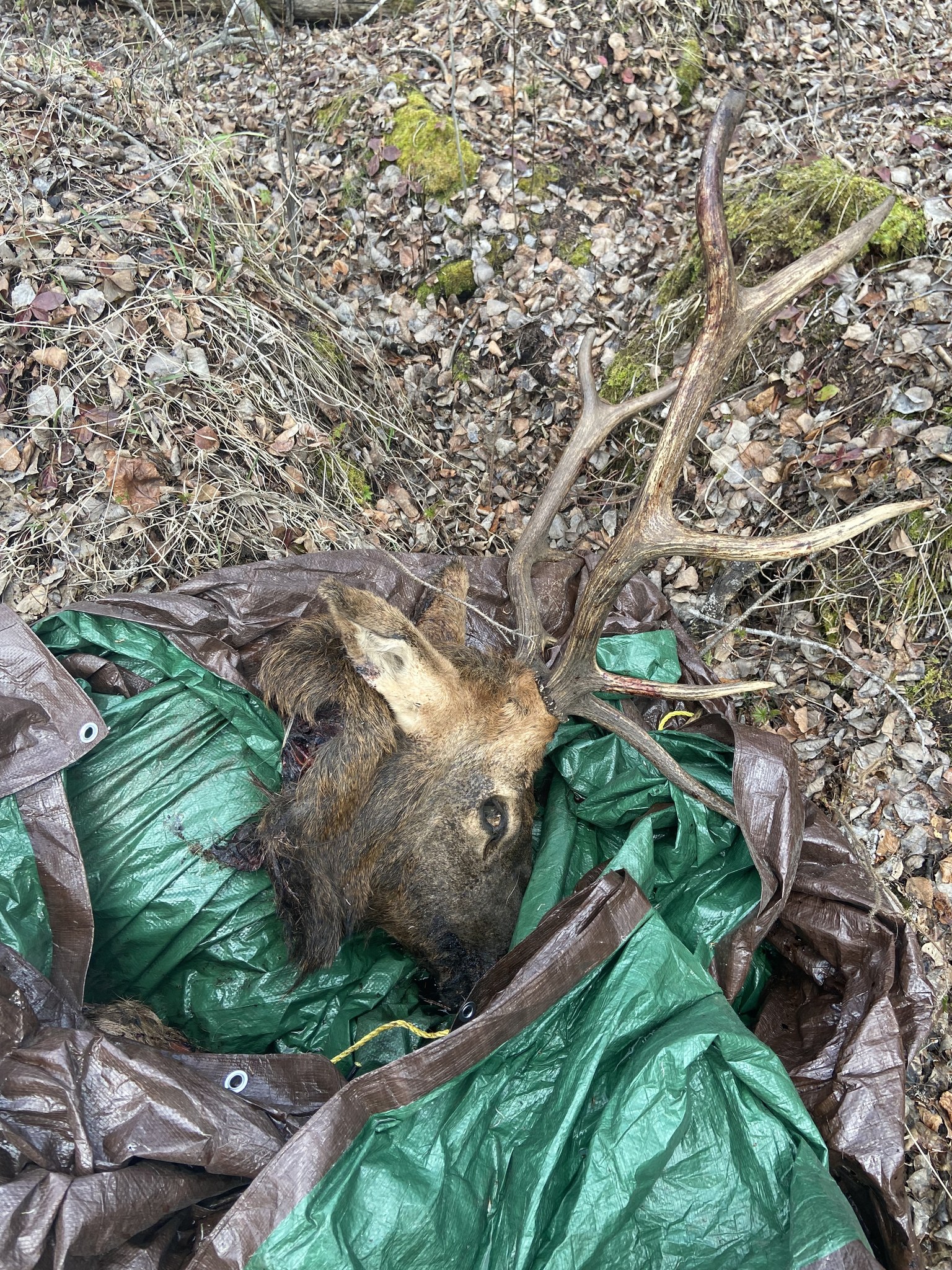 Bull elk left to waste in Nipawin says Conservation Officers saskNOW