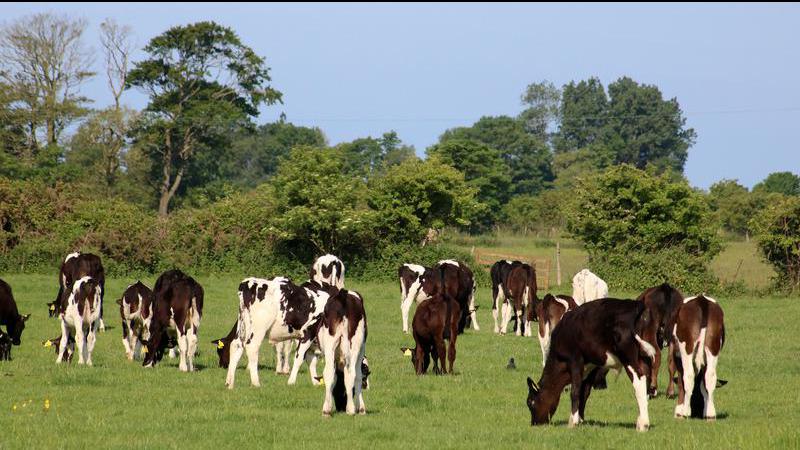 Farmer pleads guilty in distressed cattle case