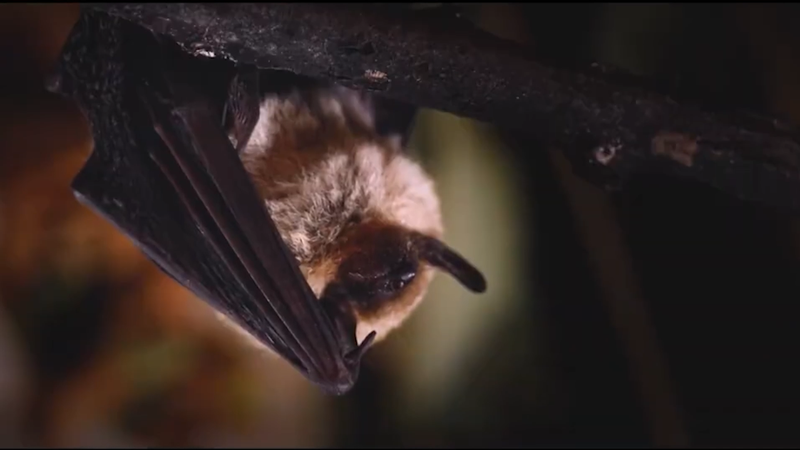 BC Community Bat Program Seeks Volunteers for Annual Bat Count Amid ...