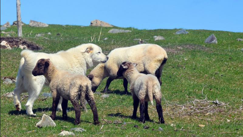 Guardian dogs provide valuable protection to farms and ranches