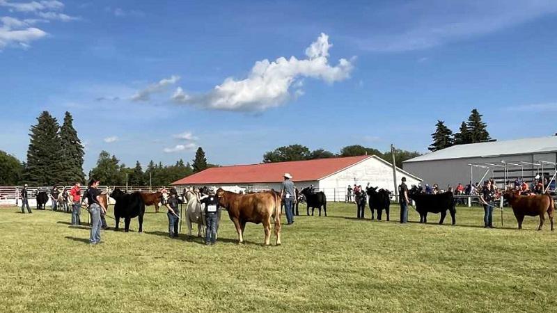 Record number of cattle shown at Melfort Regional 4-H Beef Show and Sale