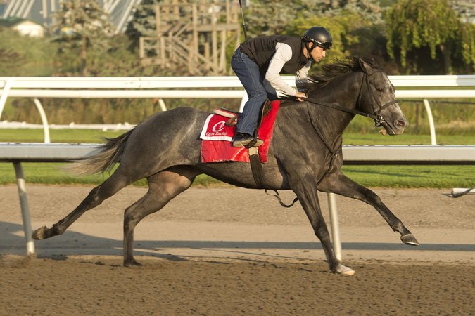 My Boy Prince to race against older horses in -million Woodbine Mile