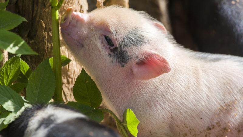 La grippe aviaire détectée chez un porc aux États-Unis