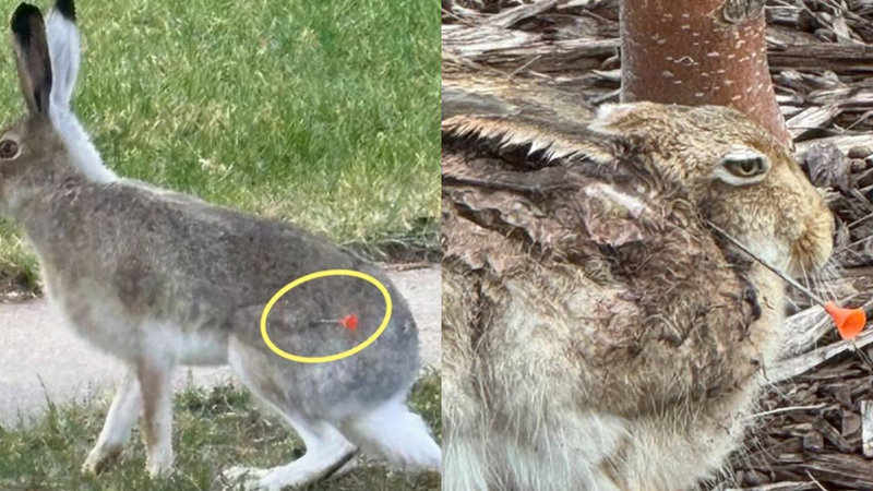 Concerns raised about Red Deer hares being shot with darts