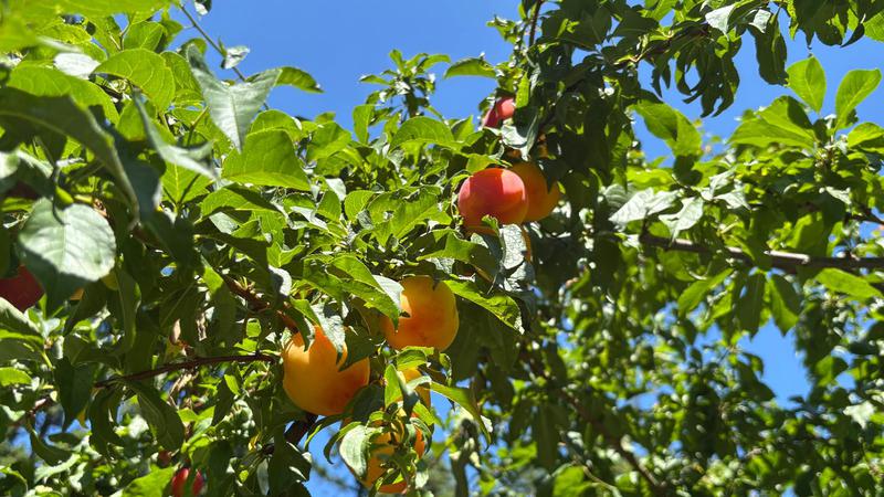 Nanaimo’s well used tree voucher program returns