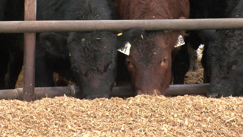 Cypress County included in regions that qualify for Livestock Tax Deferral