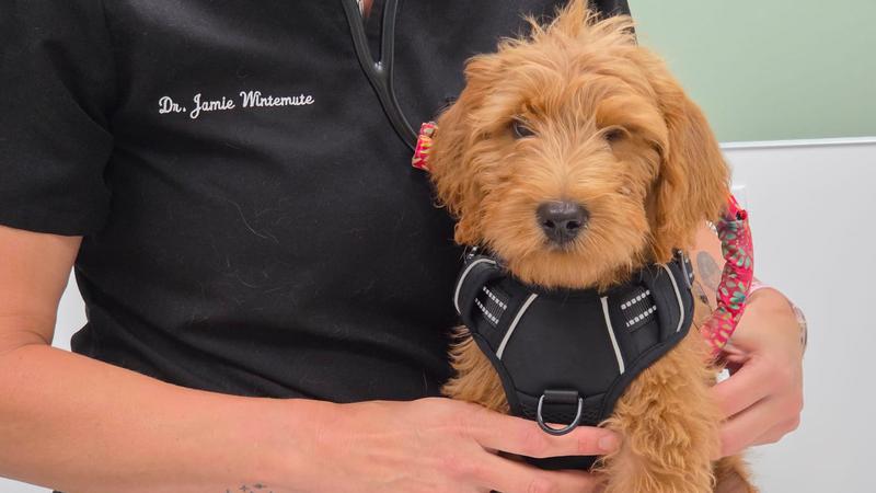 By-donation microchip clinic in Nanaimo helps bring lost pets home