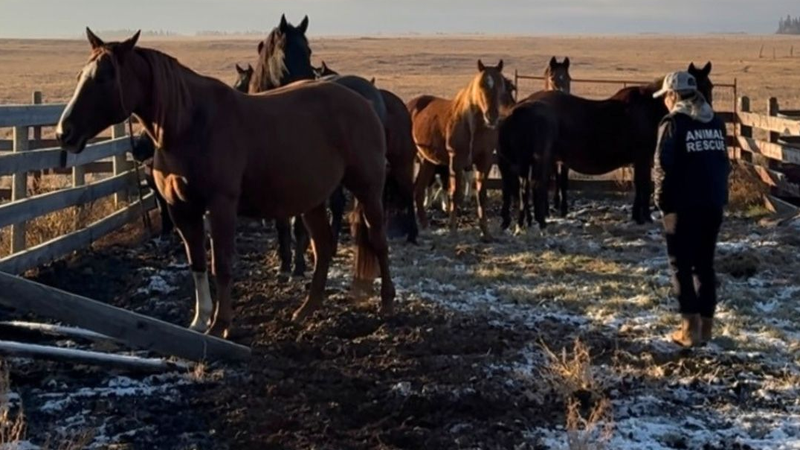 Mounties say “animals are being cared for” while they investigate shelter | EverythingGP