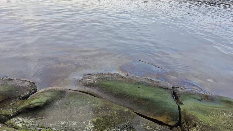 Response continues to Nanaimo area oil spill