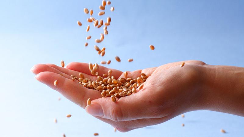 Farmers urge protection of seed saving rights