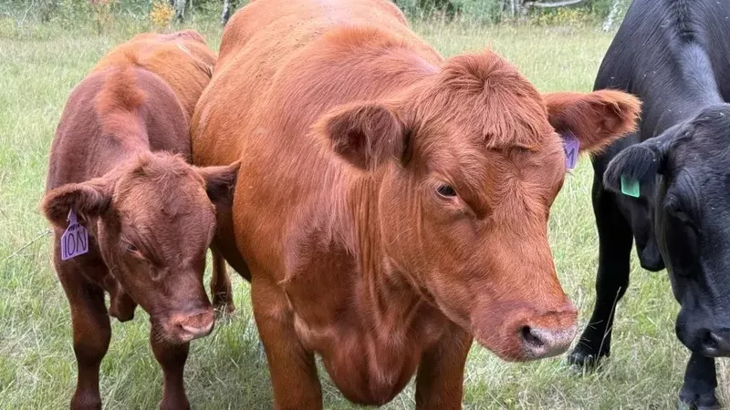 Sorry! Image not available at this time