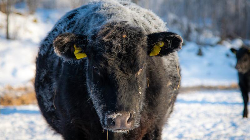 Canadian beef producers welcome renewed market access into China