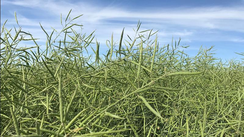 Researcher says canola remains vulnerable due to export reliance